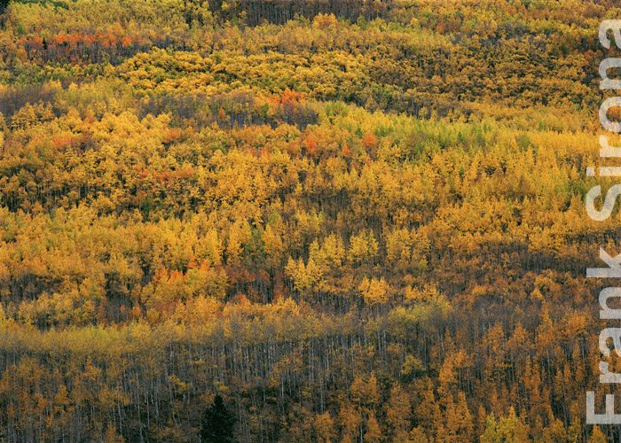 Aspens Farewell Clonal Colonies © Frank Sirona