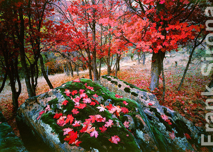 On the rocks Zion Canyon © Frank Sirona