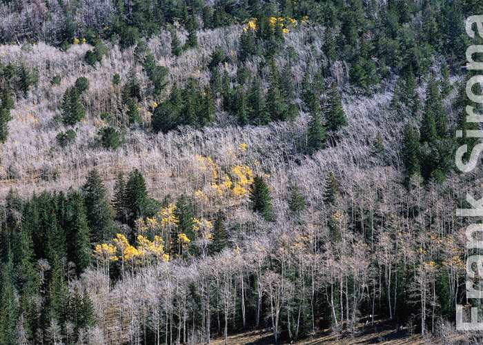 Whren the Leaves are gone Toyabe National Forest © Frank Sirona